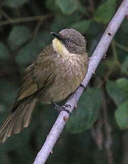 黄喉绿鸫鹎 / Yellow-throated Leaflove / Atimastillas flavicollis