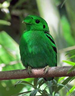 绿阔嘴鸟 / Green Broadbill / Calyptomena viridis