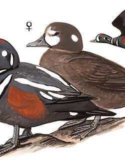 绒海番鸭 / Velvet Scoter / Melanitta fusca