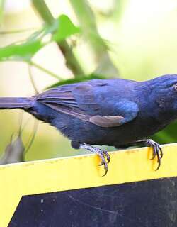 蓝黑草鹀 / Blue-black Grassquit / Volatinia jacarina