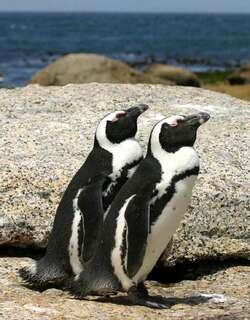 南非企鹅 / African Penguin / Spheniscus demersus