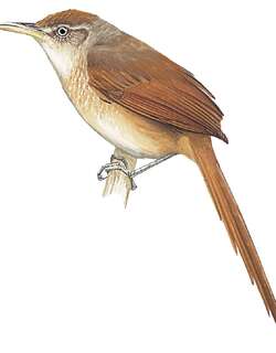 栗背棘雀 / Chestnut-backed Thornbird / Phacellodomus dorsalis