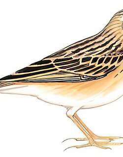 布氏鹨 / Blyth’s Pipit / Anthus godlewskii