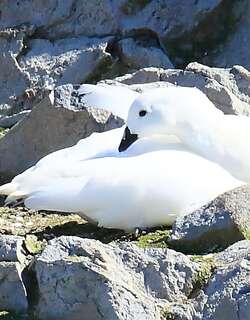 白草雁 / Kelp Goose / Chloephaga hybrida