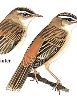 水蒲苇莺 / Sedge Warbler / Acrocephalus schoenobaenus
