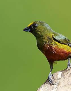 绿背歌雀 / Olive-backed Euphonia / Euphonia gouldi