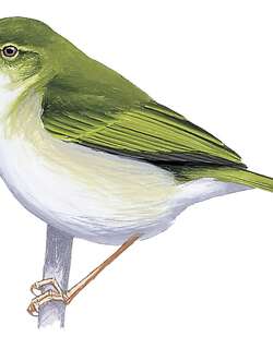 绿杂鹛 / Green Jery / Neomixis viridis