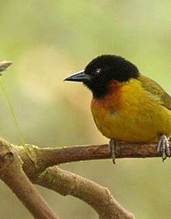 奇织雀 / Strange Weaver / Ploceus alienus