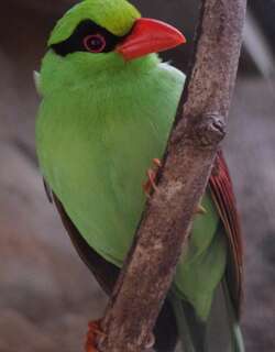短尾绿鹊 / Javan Green Magpie / Cissa thalassina