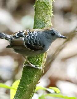 兴谷鳞背蚁鸟 / Xingu Scale-backed Antbird / Willisornis vidua