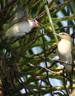 黑髭莺雀 / Black-whiskered Vireo / Vireo altiloquus