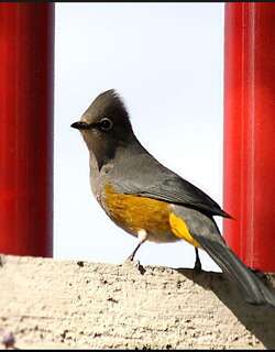 灰丝鹟 / Grey Silky-flycatcher / Ptiliogonys cinereus