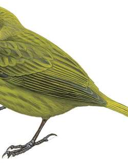 维氏岛雀 / Wilkins’s Finch / Nesospiza wilkinsi