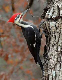 北美黑啄木鸟 / Pileated Woodpecker / Dryocopus pileatus