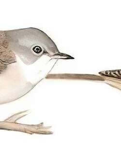 灰白喉林莺 / Common Whitethroat / Curruca communis