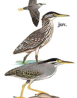 绿鹭 / Striated Heron / Butorides striata