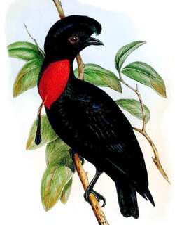 裸颈伞鸟 / Bare-necked Umbrellabird / Cephalopterus glabricollis