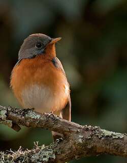 印巴姬鹟 / Kashmir Flycatcher / Ficedula subrubra