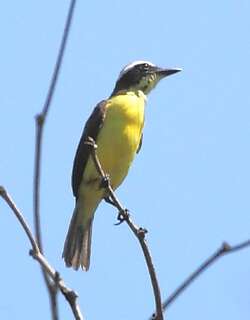 黄喉蚊霸鹟 / Yellow-throated Flycatcher / Conopias parvus