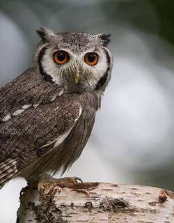 南白脸角鸮 / Southern White-faced Owl / Ptilopsis granti