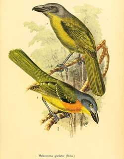 绿胸丛鵙 / Green-breasted Bushshrike / Malaconotus gladiator