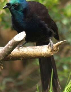 绶带长尾风鸟 / Ribbon-tailed Astrapia / Astrapia mayeri