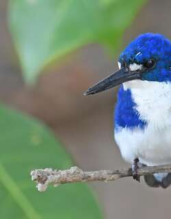 小翠鸟 / Little Kingfisher / Ceyx pusillus