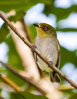 栗环姬霸鹟 / Bay-ringed Tyrannulet / Phylloscartes sylviolus