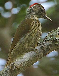 蒙巴萨啄木鸟 / Mombasa Woodpecker / Campethera mombassica