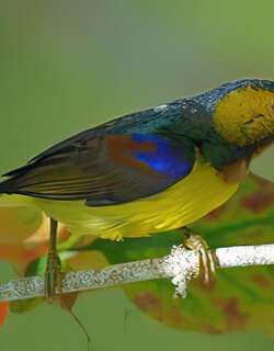 褐喉食蜜鸟 / Brown-throated Sunbird / Anthreptes malacensis