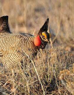 小草原松鸡 / Lesser Prairie Chicken / Tympanuchus pallidicinctus