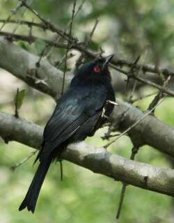 方尾卷尾 / Common Square-tailed Drongo / Dicrurus ludwigii