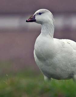 细嘴雁 / Ross’s Goose / Anser rossii