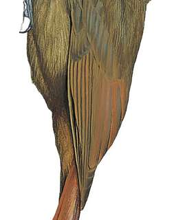 斑喉䴕雀 / Spot-throated Woodcreeper / Certhiasomus stictolaemus