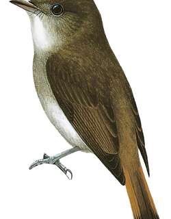 隐姬鹟 / Furtive Flycatcher / Ficedula disposita