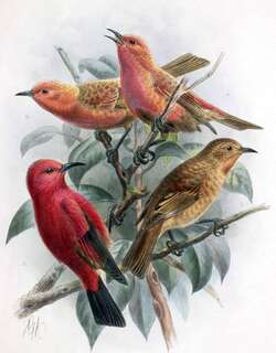 莱岛蜜雀 / Laysan Honeycreeper / Himatione fraithii