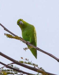 蓝腰鹦哥 / Mexican Parrotlet / Forpus cyanopygius