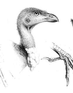 黑嘴塚雉 / Black-billed Brushturkey / Talegalla fuscirostris