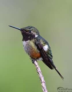 红喉林星蜂鸟 / Magenta-throated Woodstar / Calliphlox bryantae