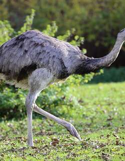 大美洲鸵 / Greater Rhea / Rhea americana