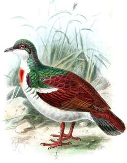 尼格鸡鸠 / Negros Bleeding-heart / Gallicolumba keayi