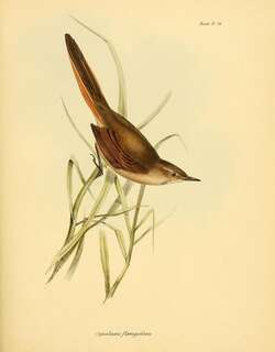 小卡纳灶鸟 / Sharp-billed Canastero / Asthenes pyrrholeuca