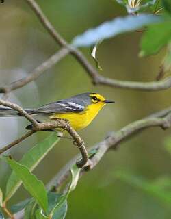 圣岛林莺 / St. Lucia Warbler / Setophaga delicata