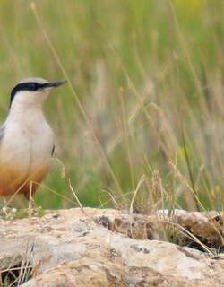 大岩䴓 / Eastern Rock Nuthatch / Sitta tephronota