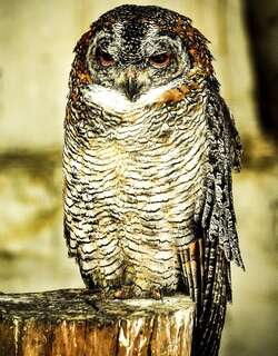 白领林鸮 / Mottled Wood Owl / Strix ocellata