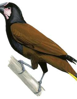 栗背拟椋鸟 / Baudo Oropendola / Psarocolius cassini