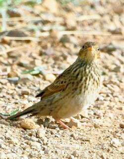 短尾鹨 / Short-tailed Pipit / Anthus brachyurus