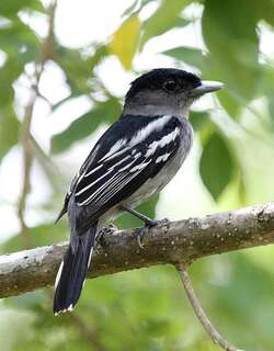 白翅厚嘴霸鹟 / White-winged Becard / Pachyramphus polychopterus