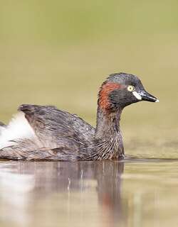 黑喉小䴙䴘 / Australasian Grebe / Tachybaptus novaehollandiae