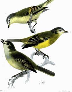 委内瑞拉小霸鹟 / Venezuelan Tyrannulet / Zimmerius petersi